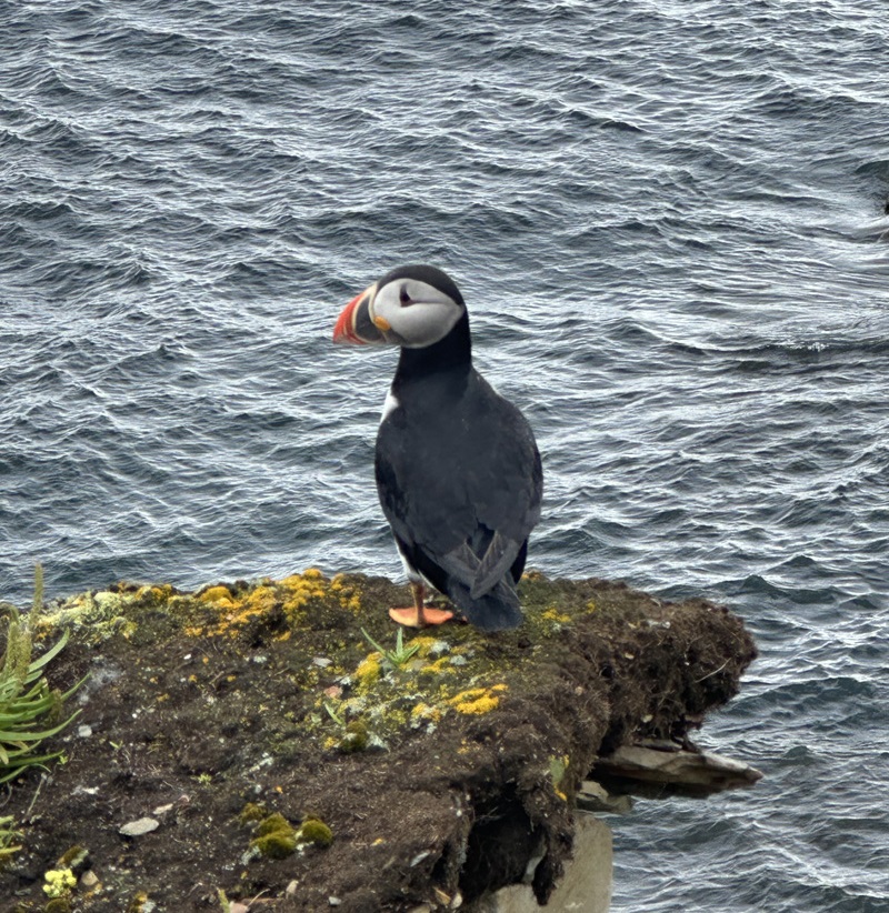 puffin by the North Atlantic ocean in Elliston, Newfoundland. photo taken with an iphone with no zoom by Darren Guenther