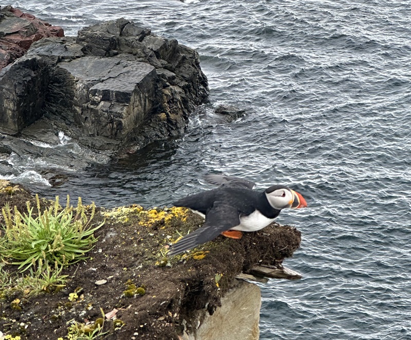 puffin preparing to fly