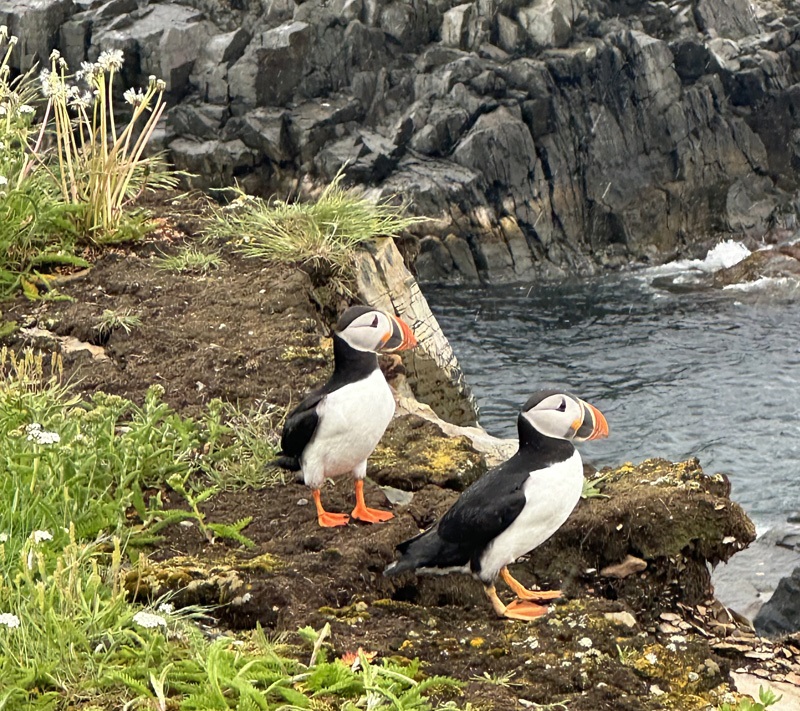 puffins in Elliston, Newfoundland