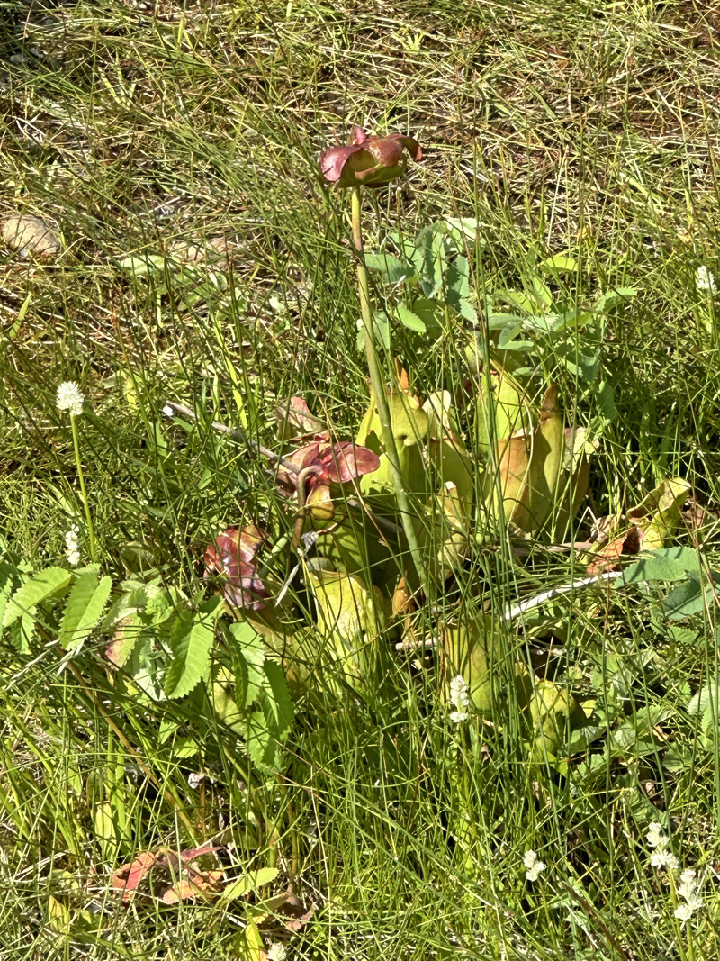 Pitcher plant in the Tablelands, Newfoundland. photo taken with an iphone with no zoom by Darren Guenther
